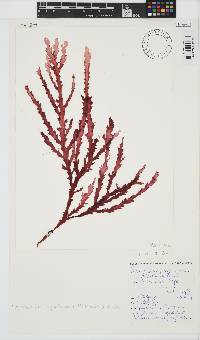 Plocamiocolax papenfussianus image