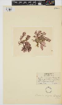Plumaria plumosa image