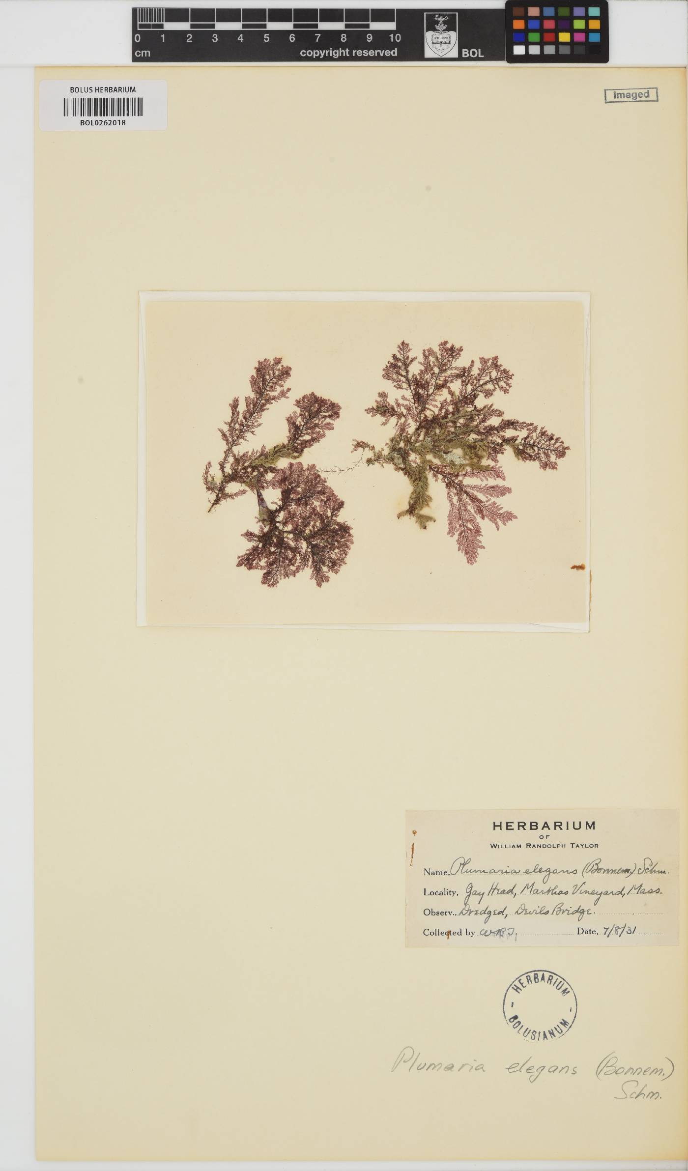 Plumaria plumosa image
