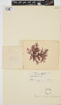 Plumaria plumosa image