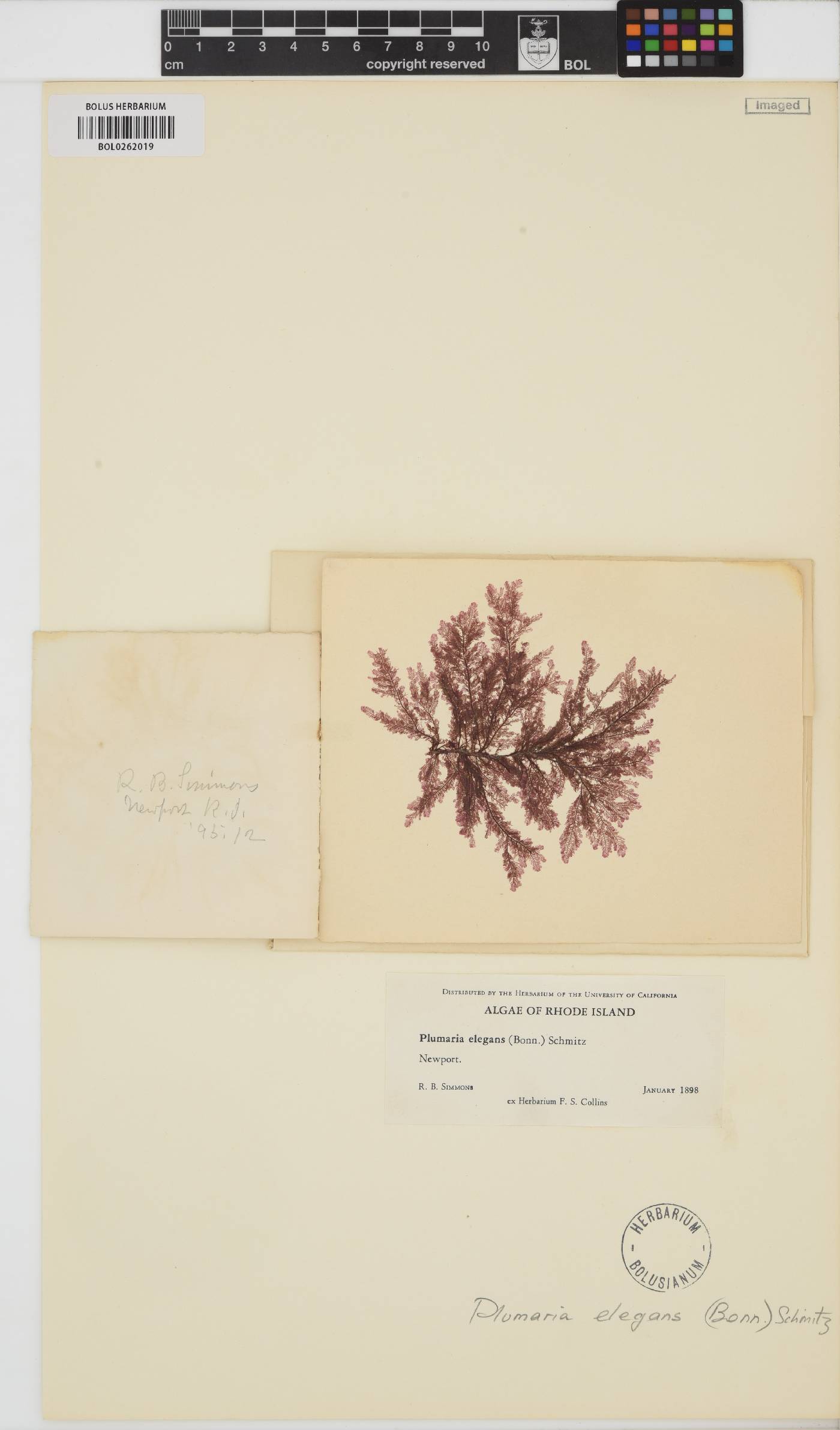 Plumaria plumosa image