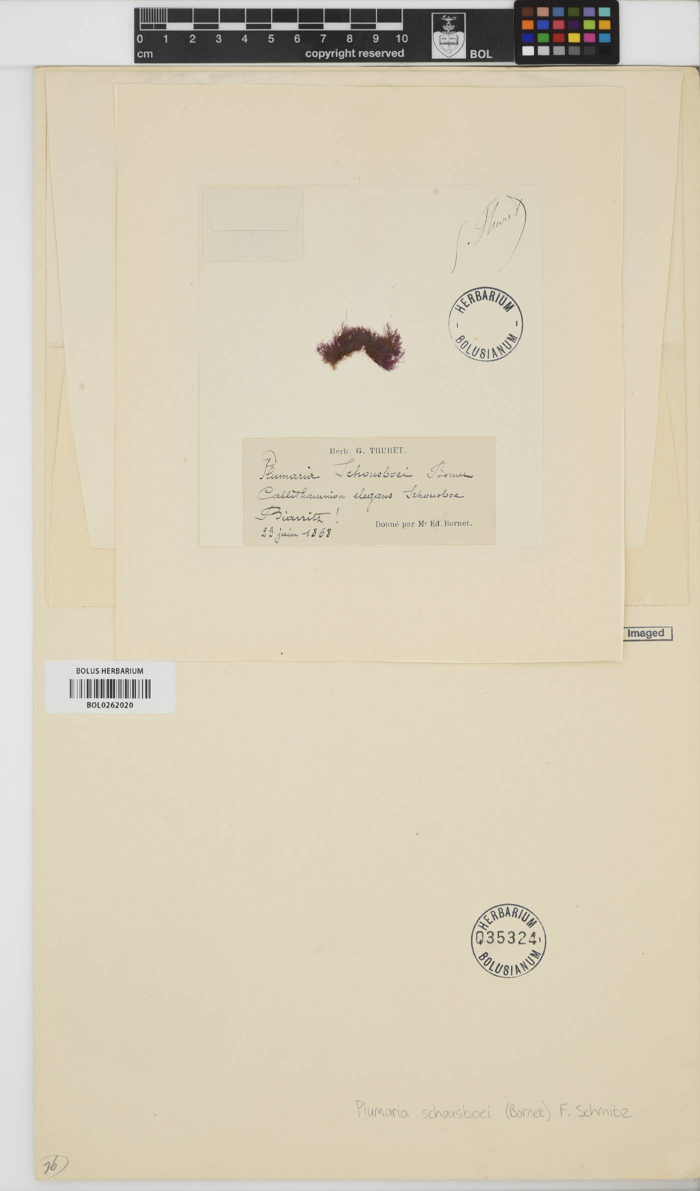 Gymnothamnion elegans var. elegans image