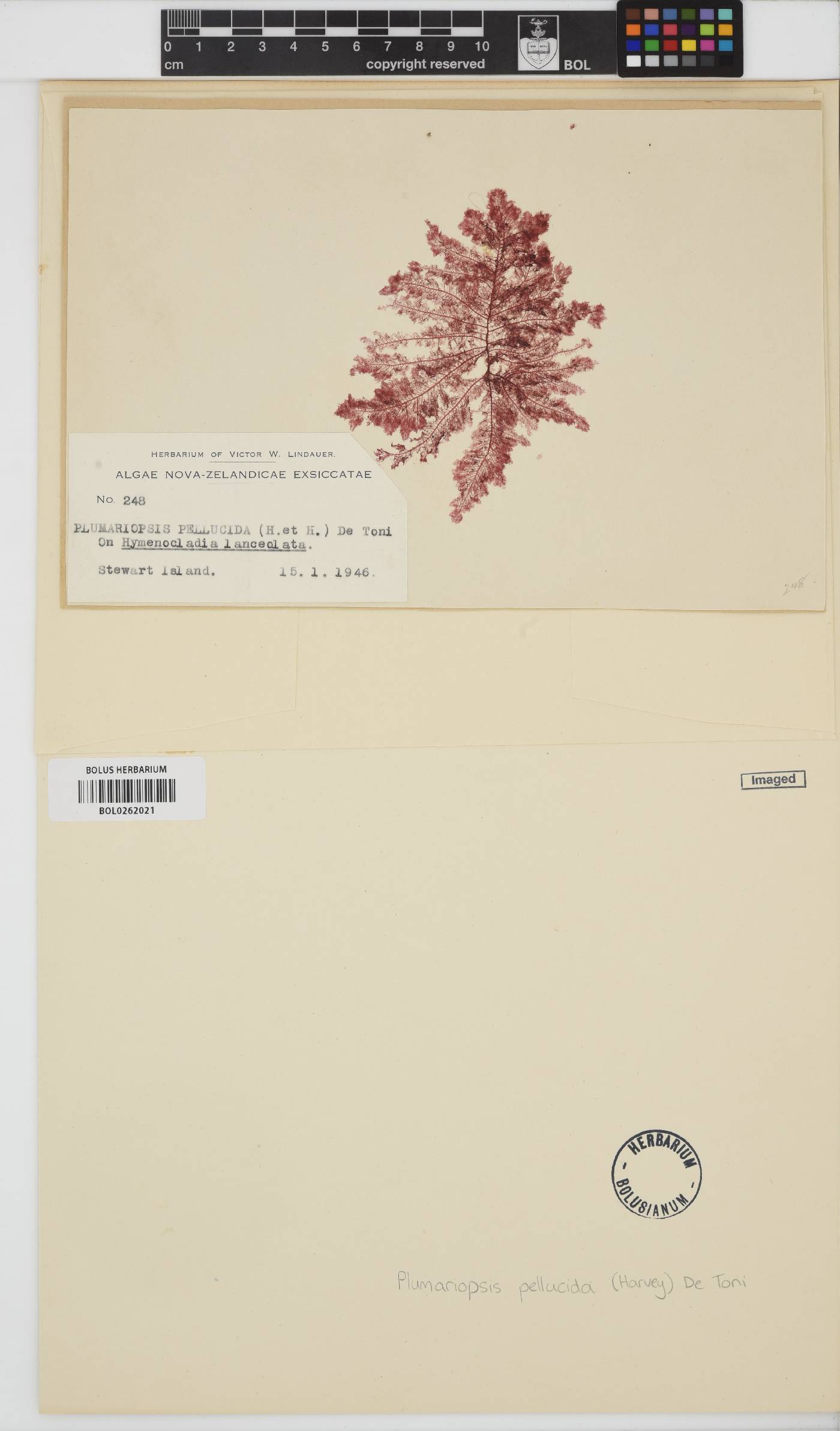 Dasyptilon pellucidum image