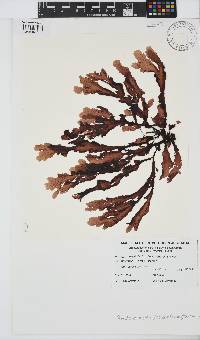 Image of Pollexfenia lobata