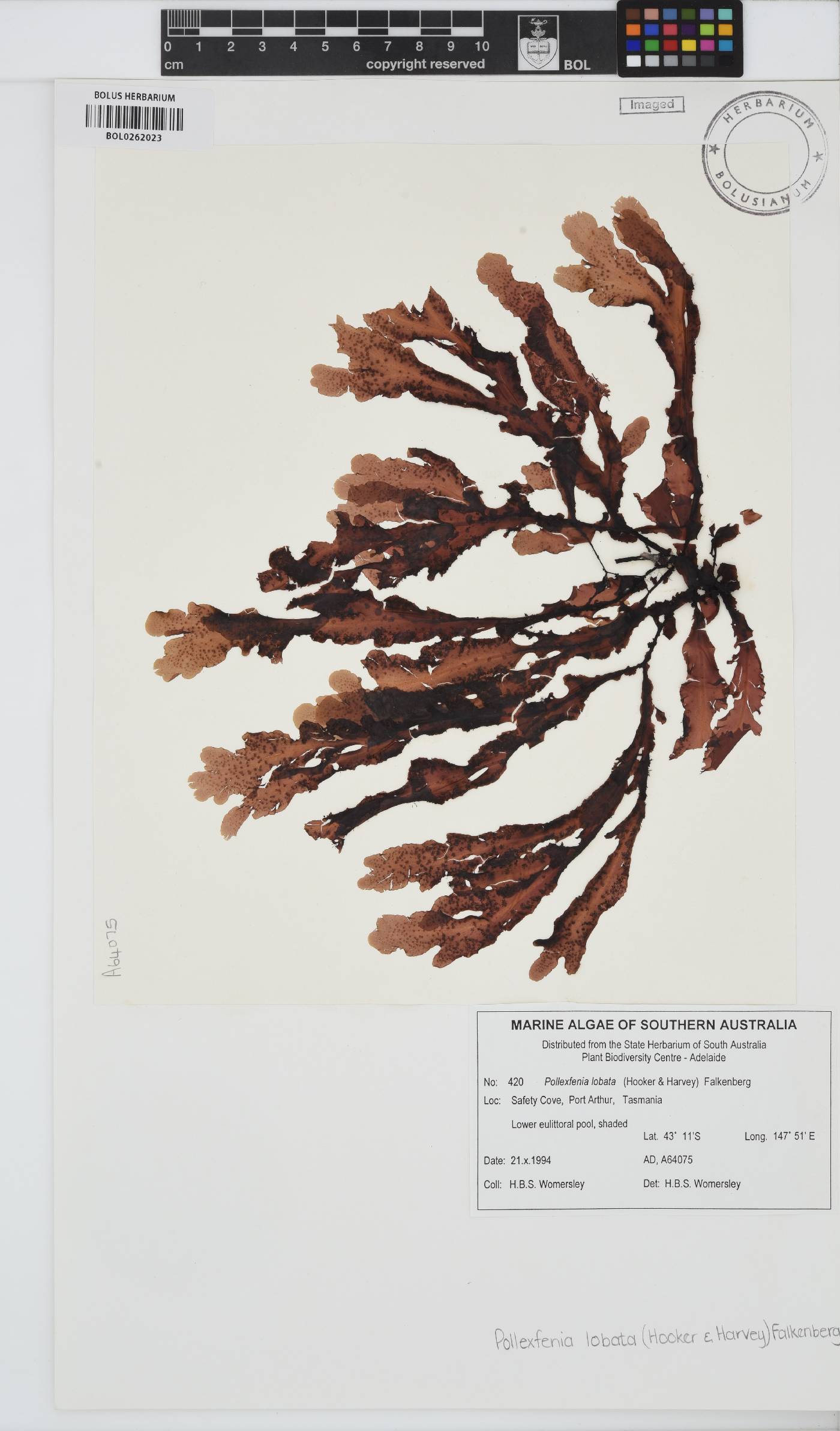 Pollexfenia image