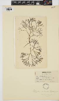 Polyides rotundus image
