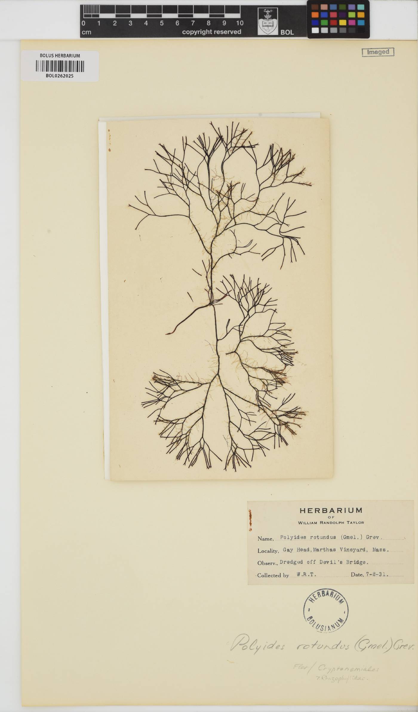 Polyides image