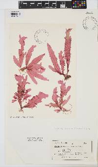 Image of Pseudopolyneura japonica