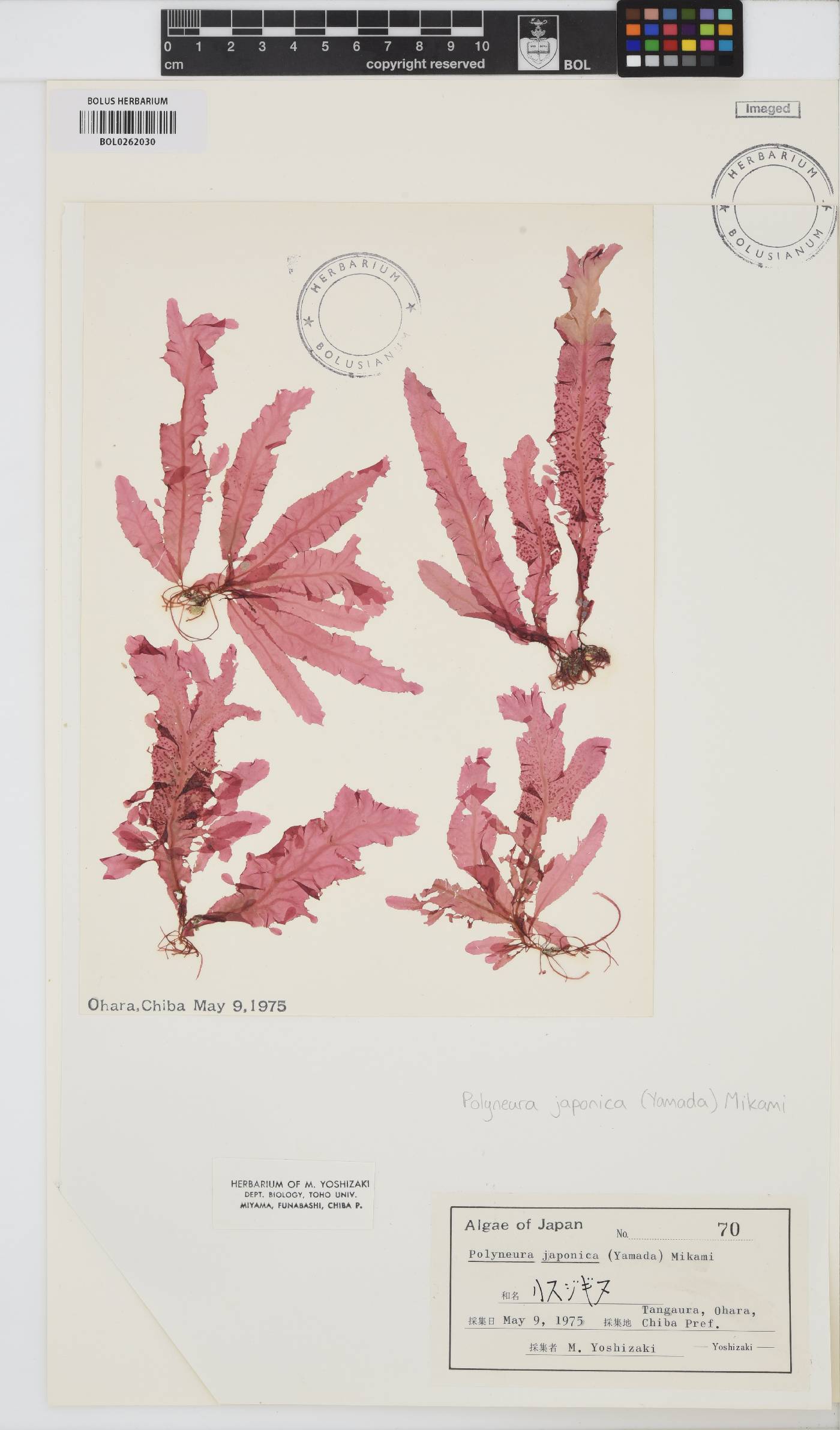 Pseudopolyneura japonica image