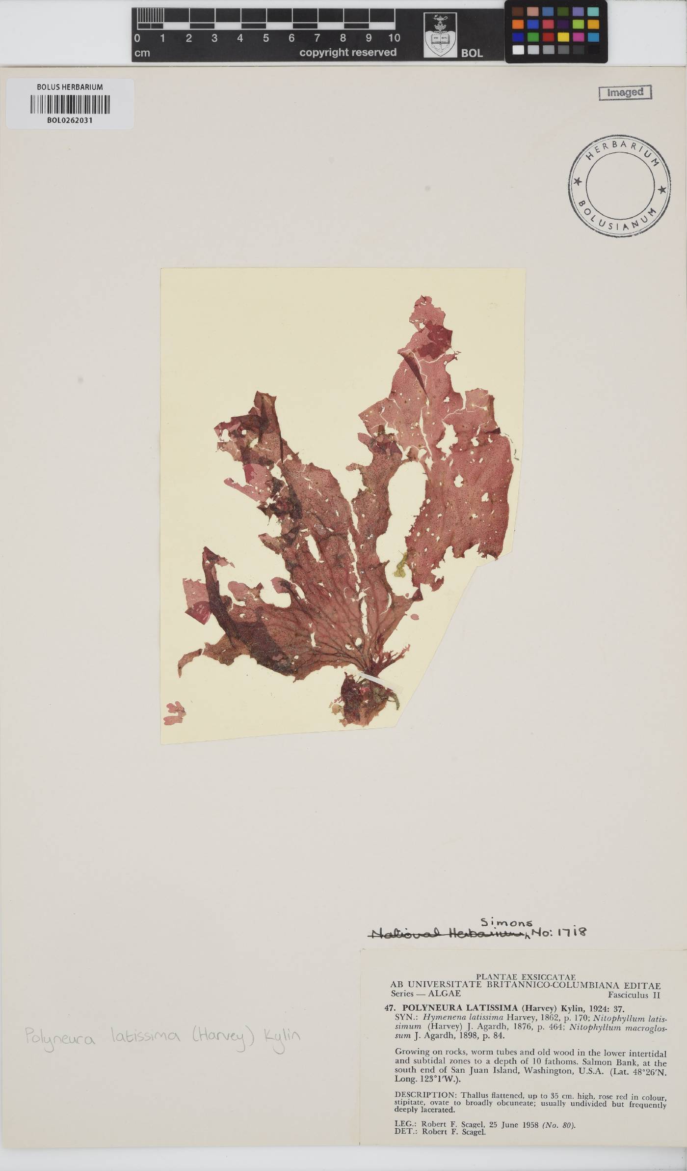 Polyneura latissima image