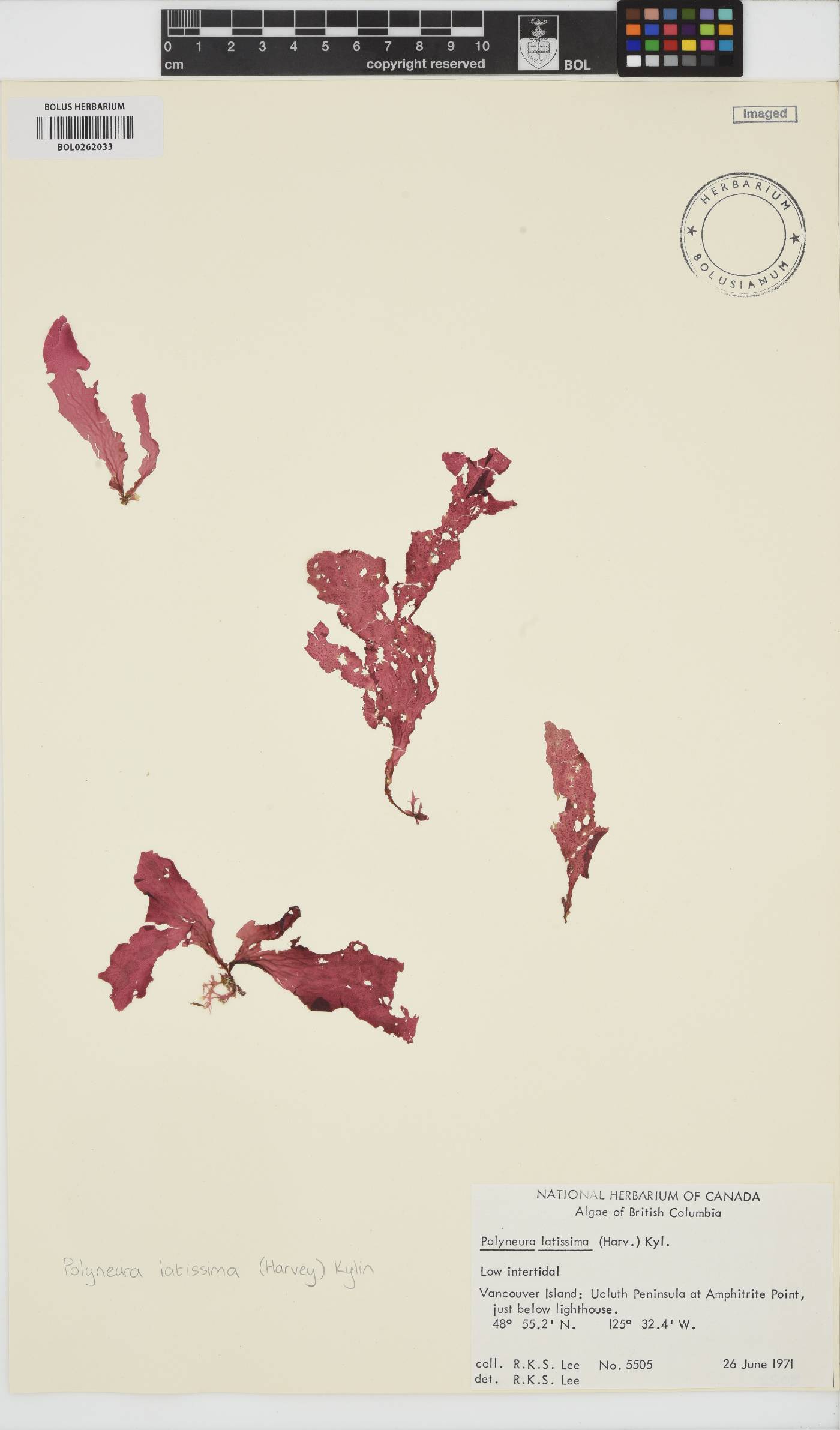 Polyneura latissima image