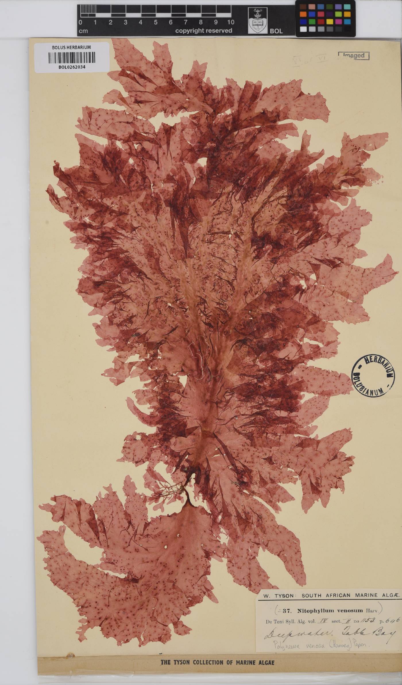 Polyneura venosa image