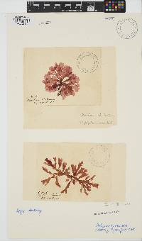 Polyneura venosa image