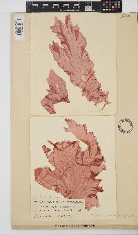 Polyneura venosa image
