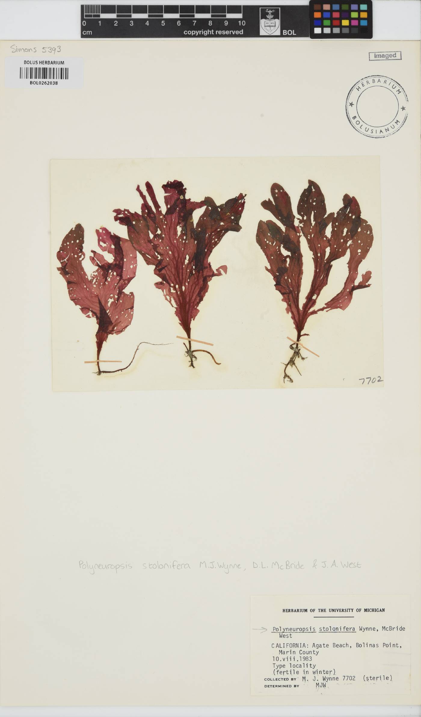 Polyneuropsis image