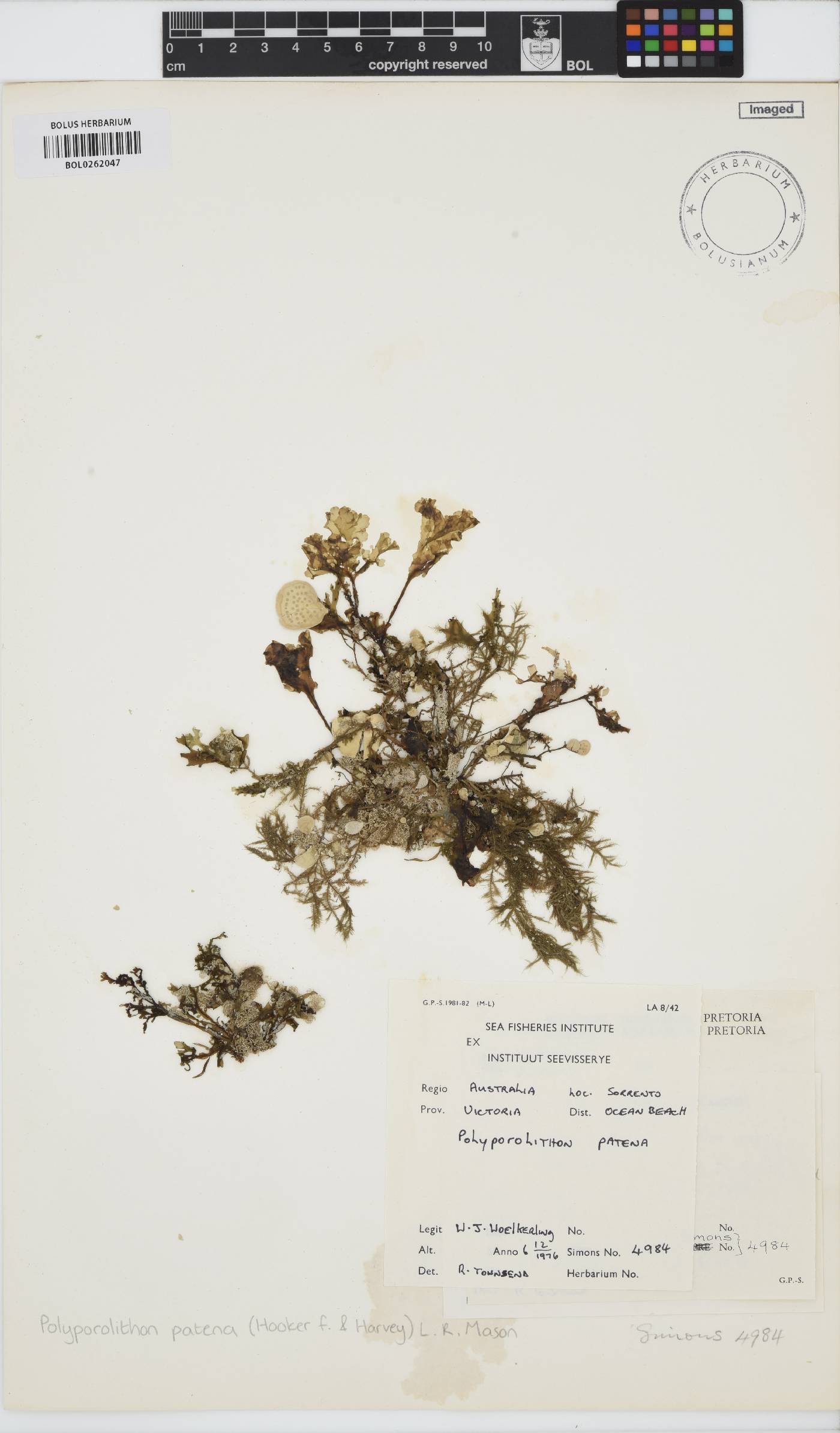 Synarthrophyton patena image