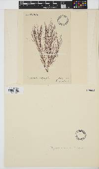 Image of Savoiea arctica