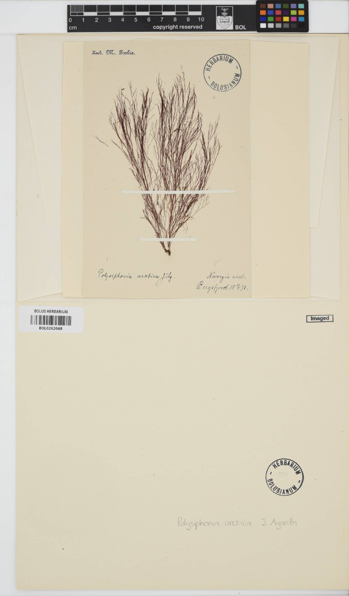 Savoiea arctica image