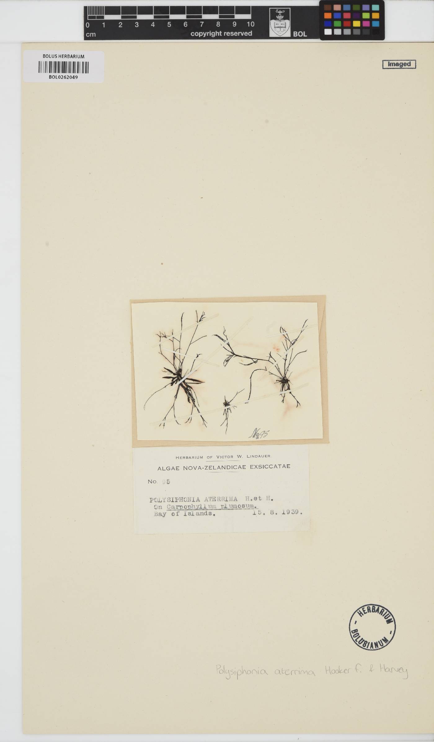 Vertebrata aterrima image