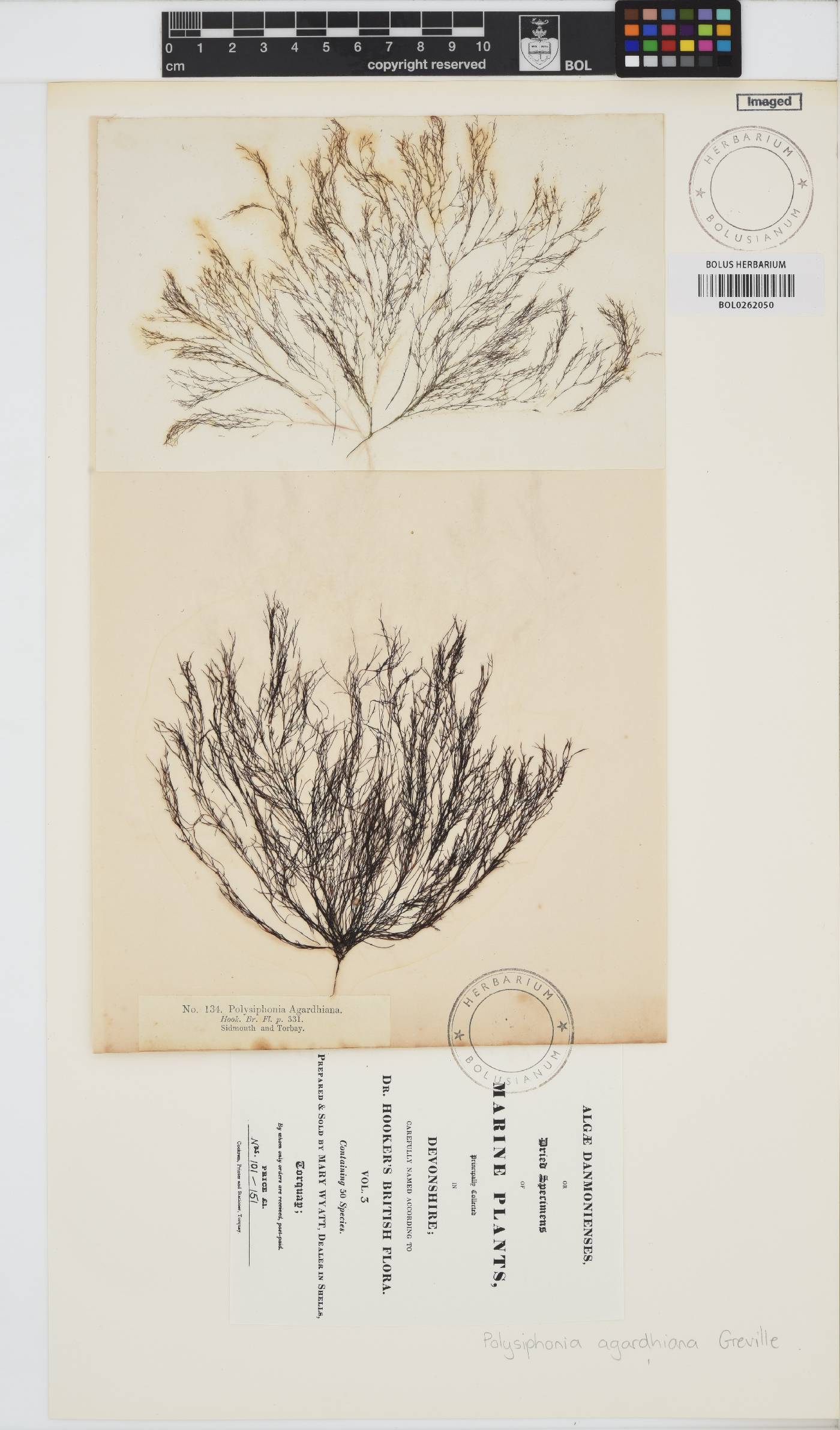 Polysiphonia agardhiana image
