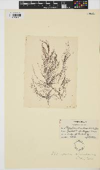 Vertebrata nigra image