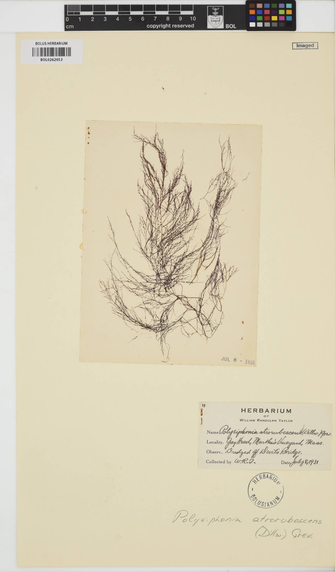 Vertebrata nigra image