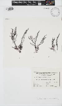 Image of Polysiphonia australiensis