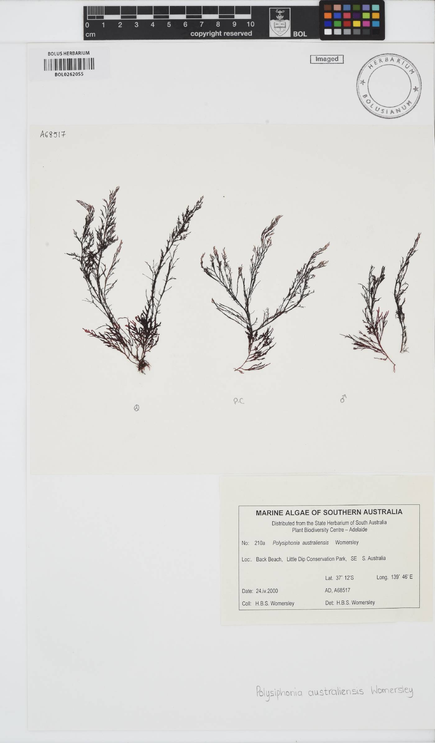 Polysiphonia australiensis image
