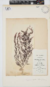 Leptosiphonia brodiei image