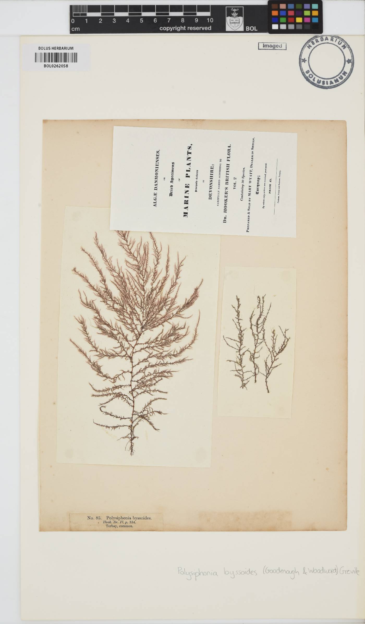 Vertebrata byssoides image