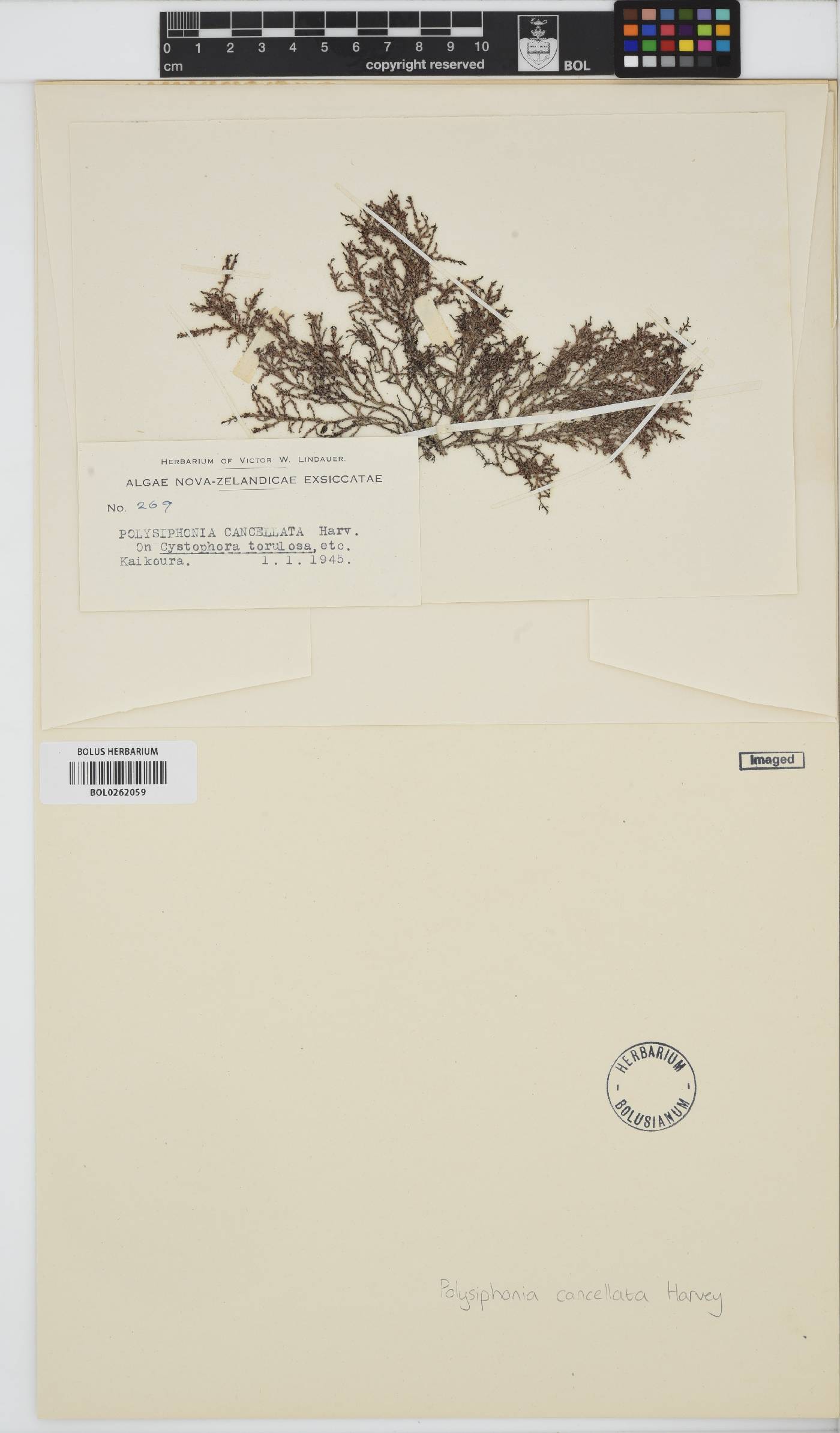 Vertebrata decipiens image