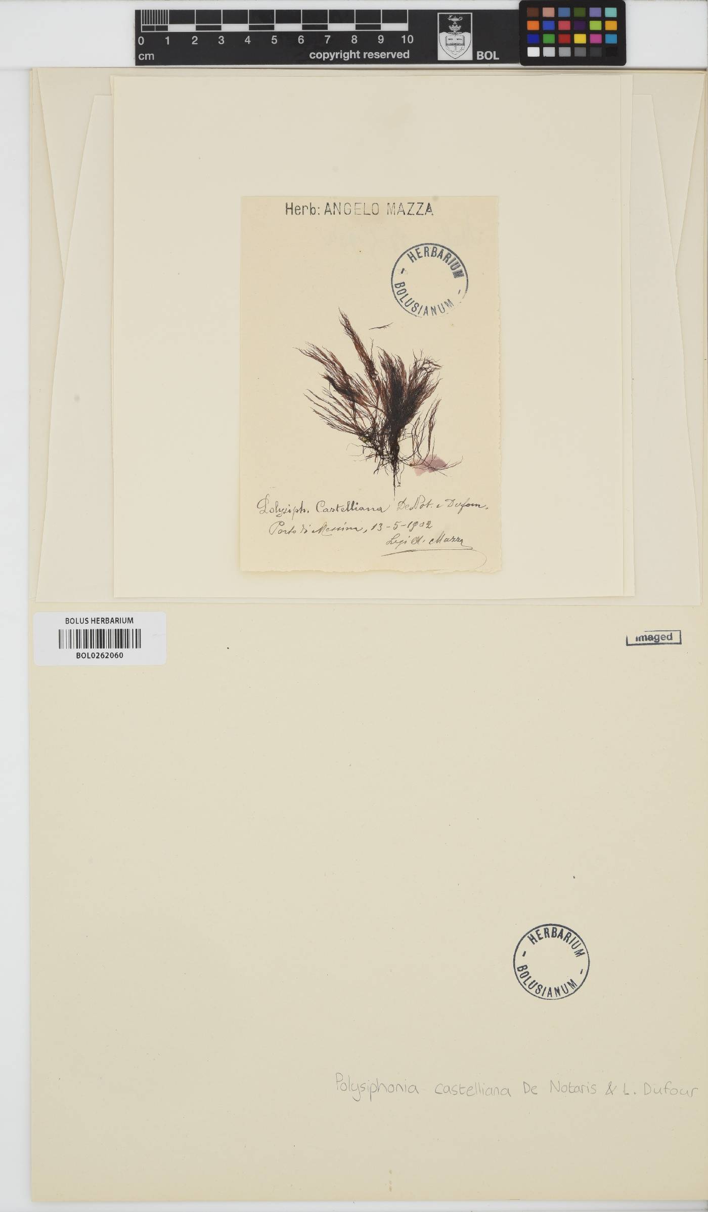 Polysiphonia castelliana image