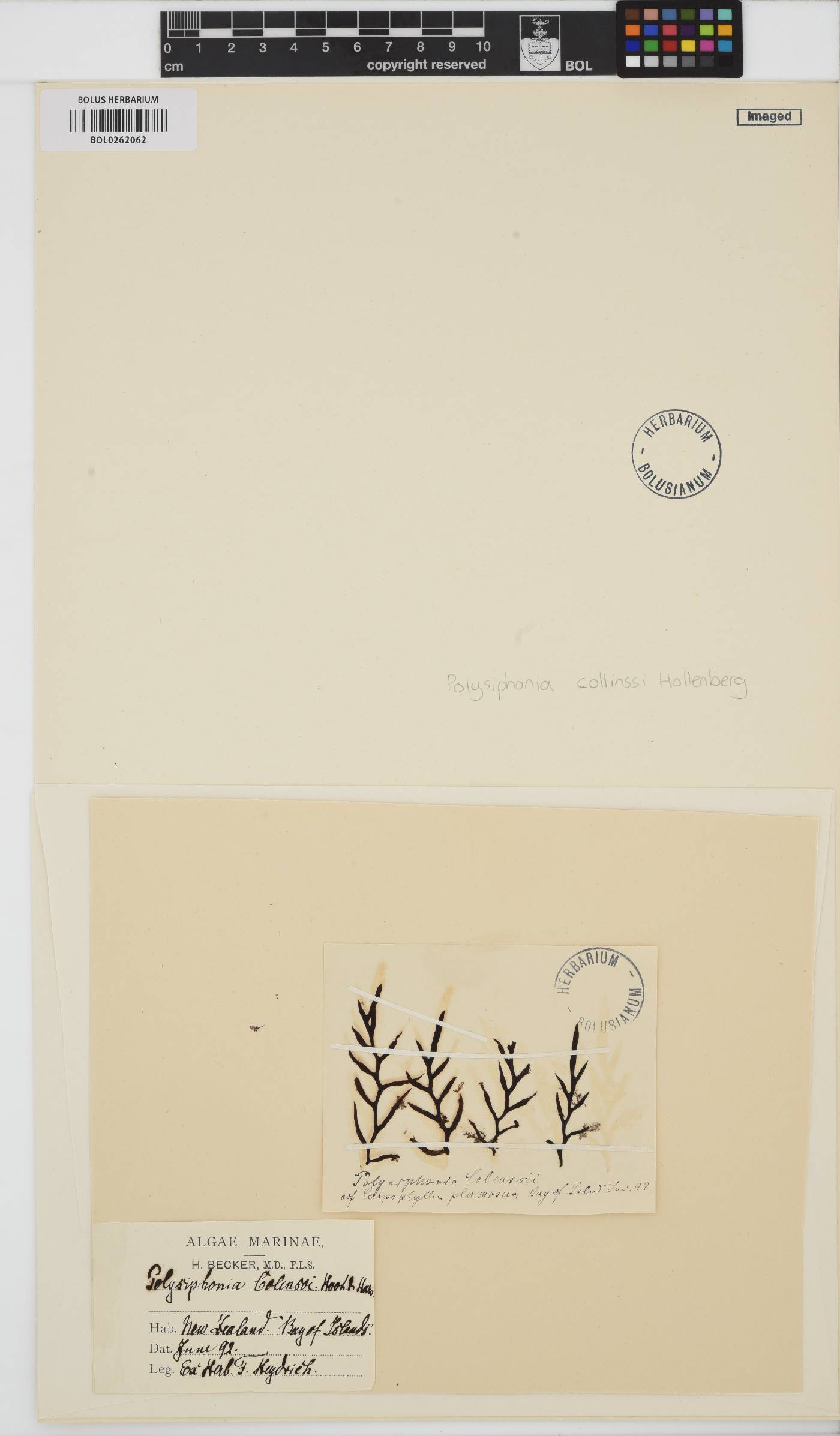 Vertebrata hendryi image