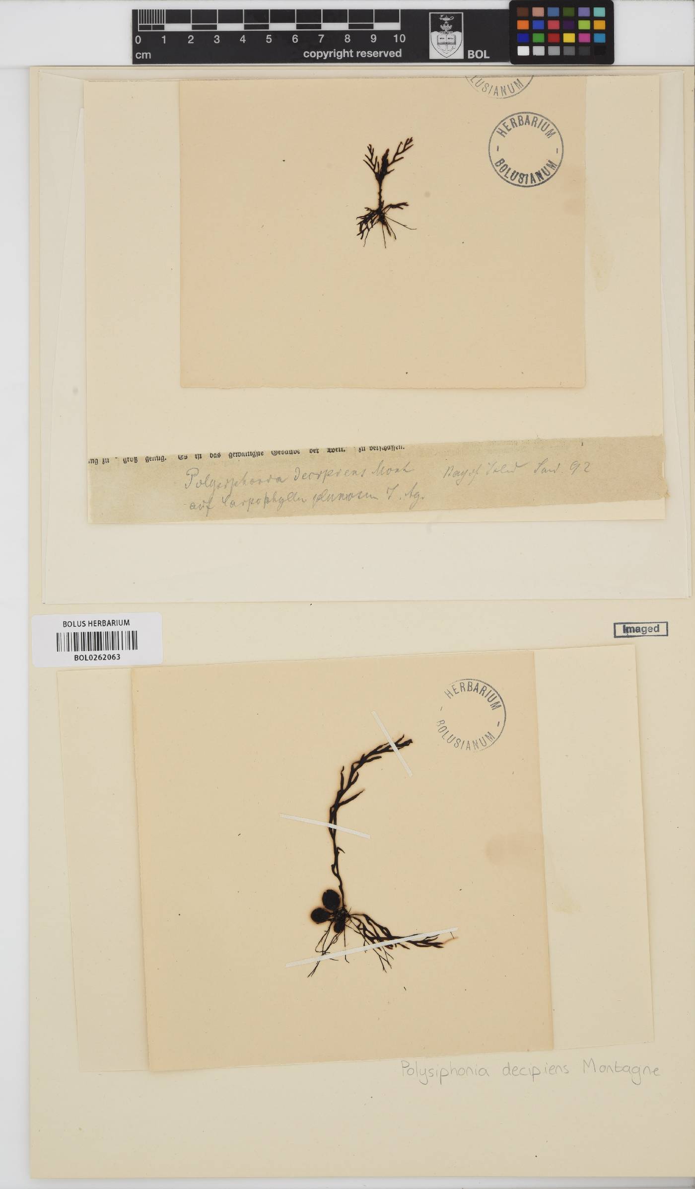 Vertebrata decipiens image