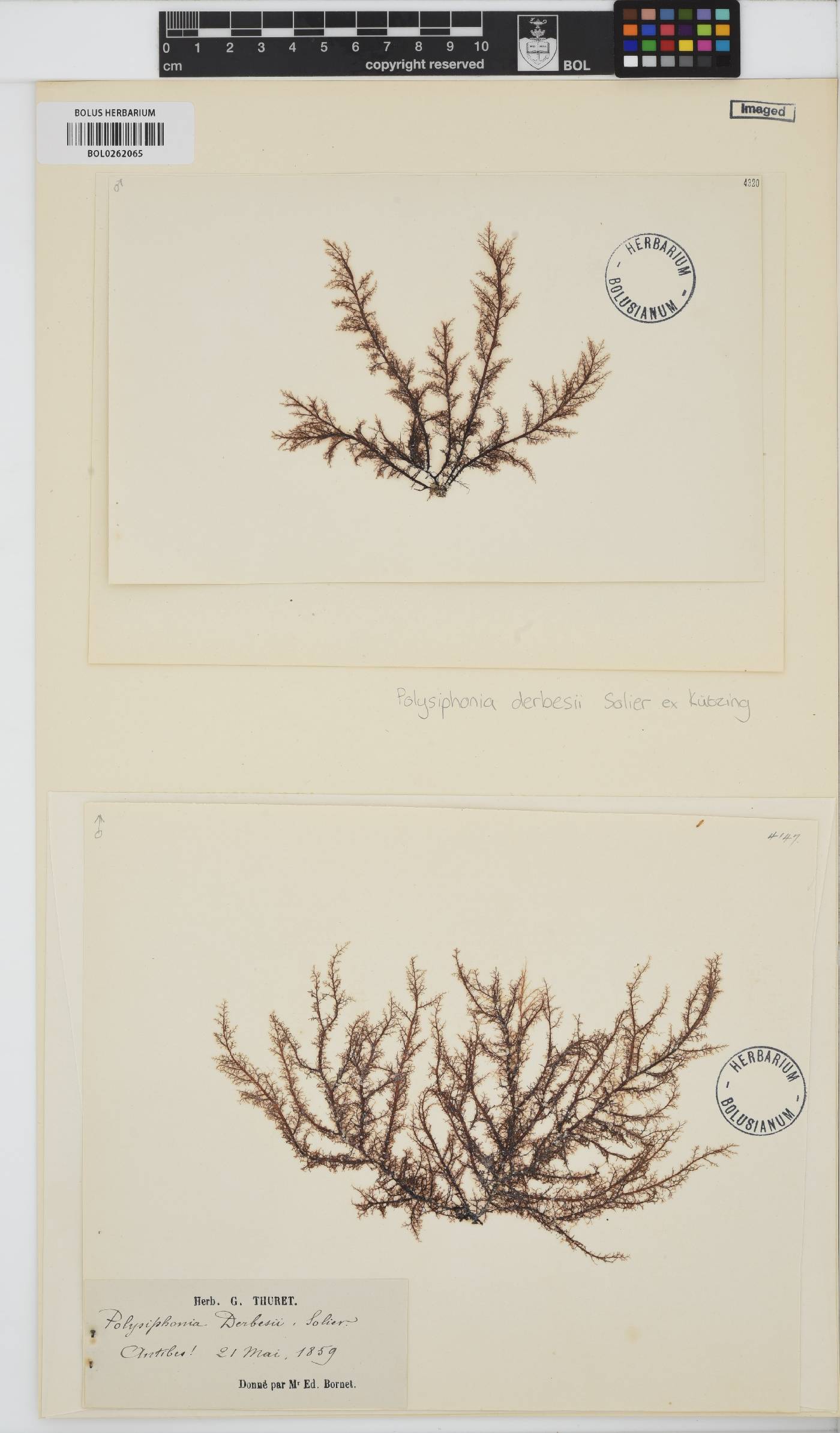 Polysiphonia derbesii image