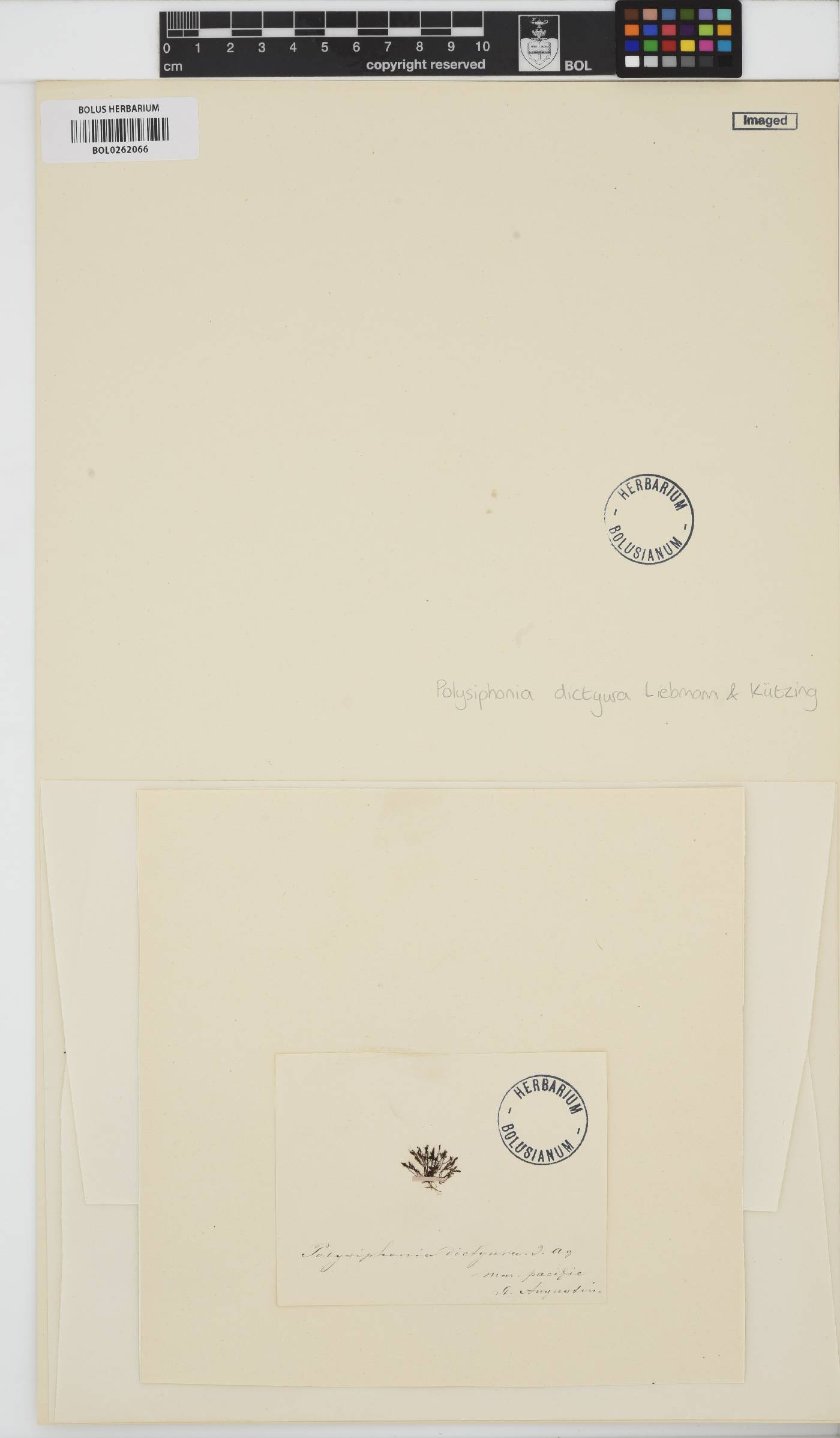 Polysiphonia dictyura image