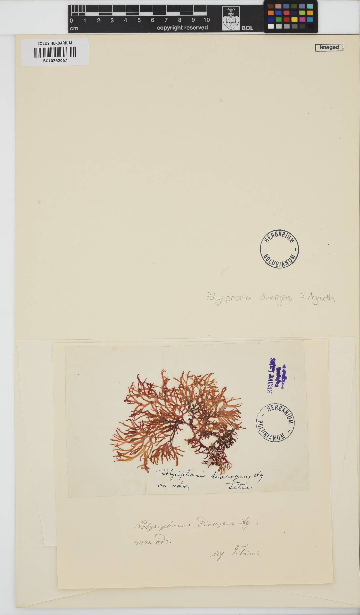 Polysiphonia divergens image