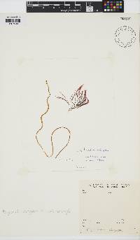 Image of Carradoriella elongata