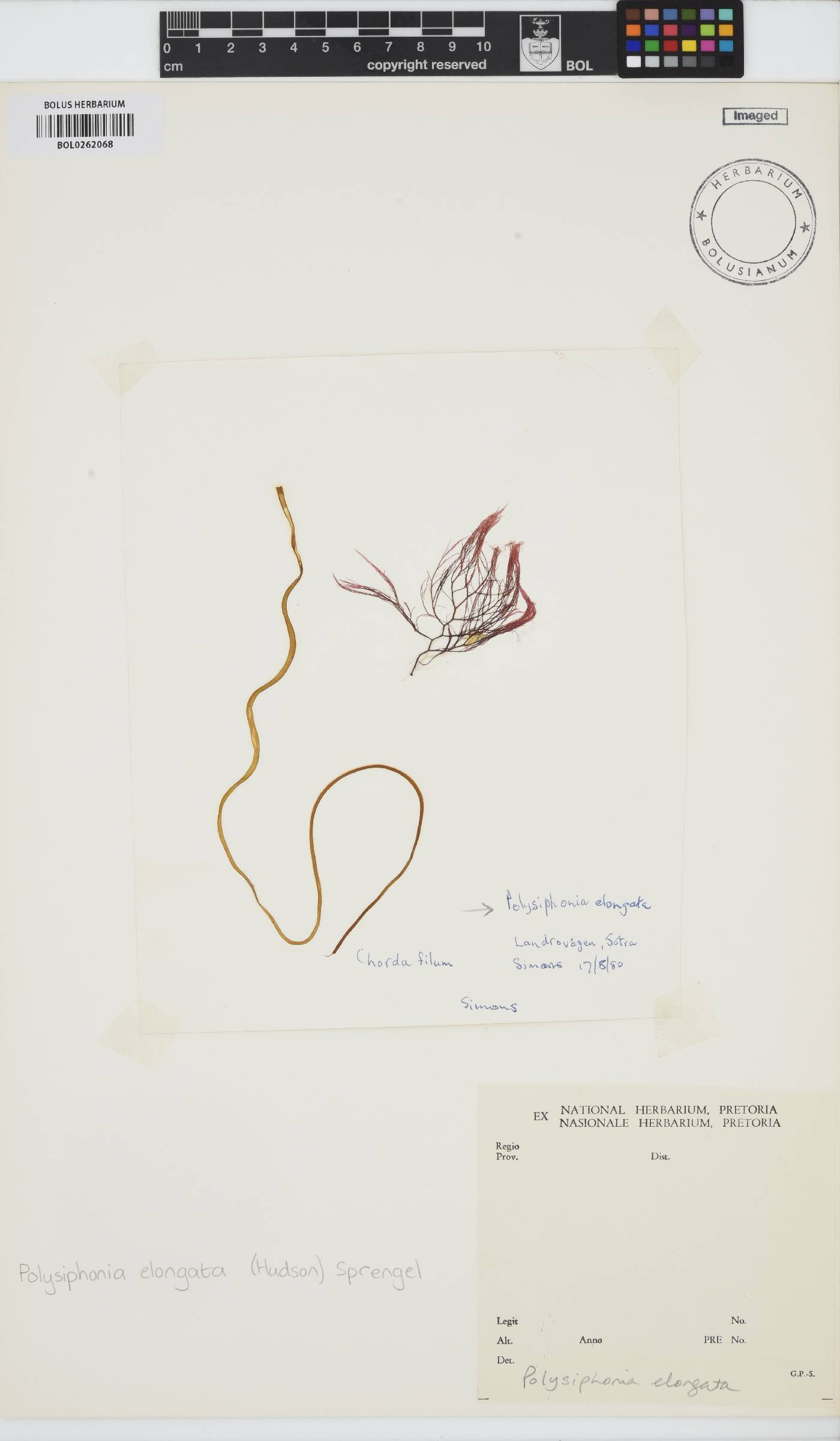 Carradoriella elongata image