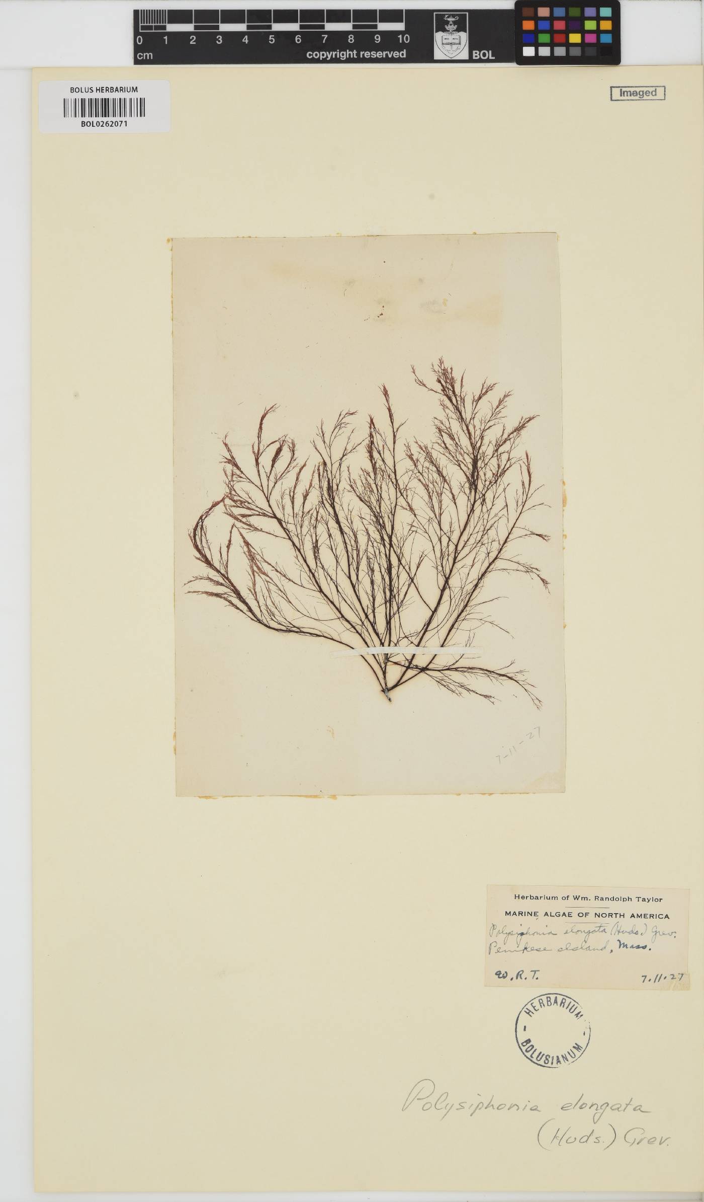Carradoriella elongata image
