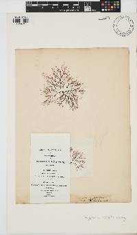 Image of Carradoriella elongella