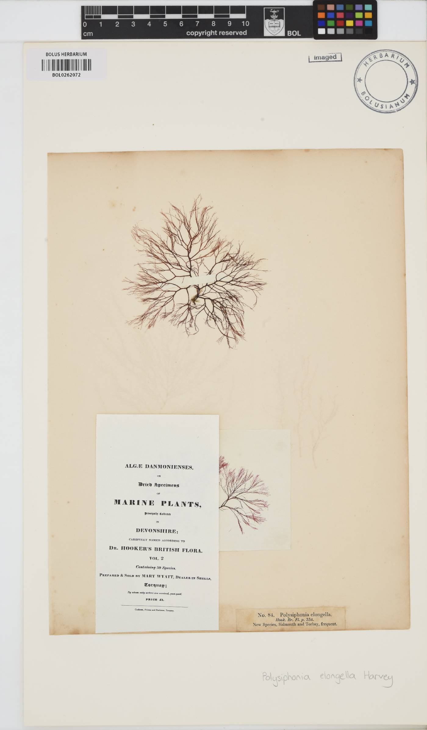 Carradoriella elongella image