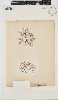 Carradoriella elongella image