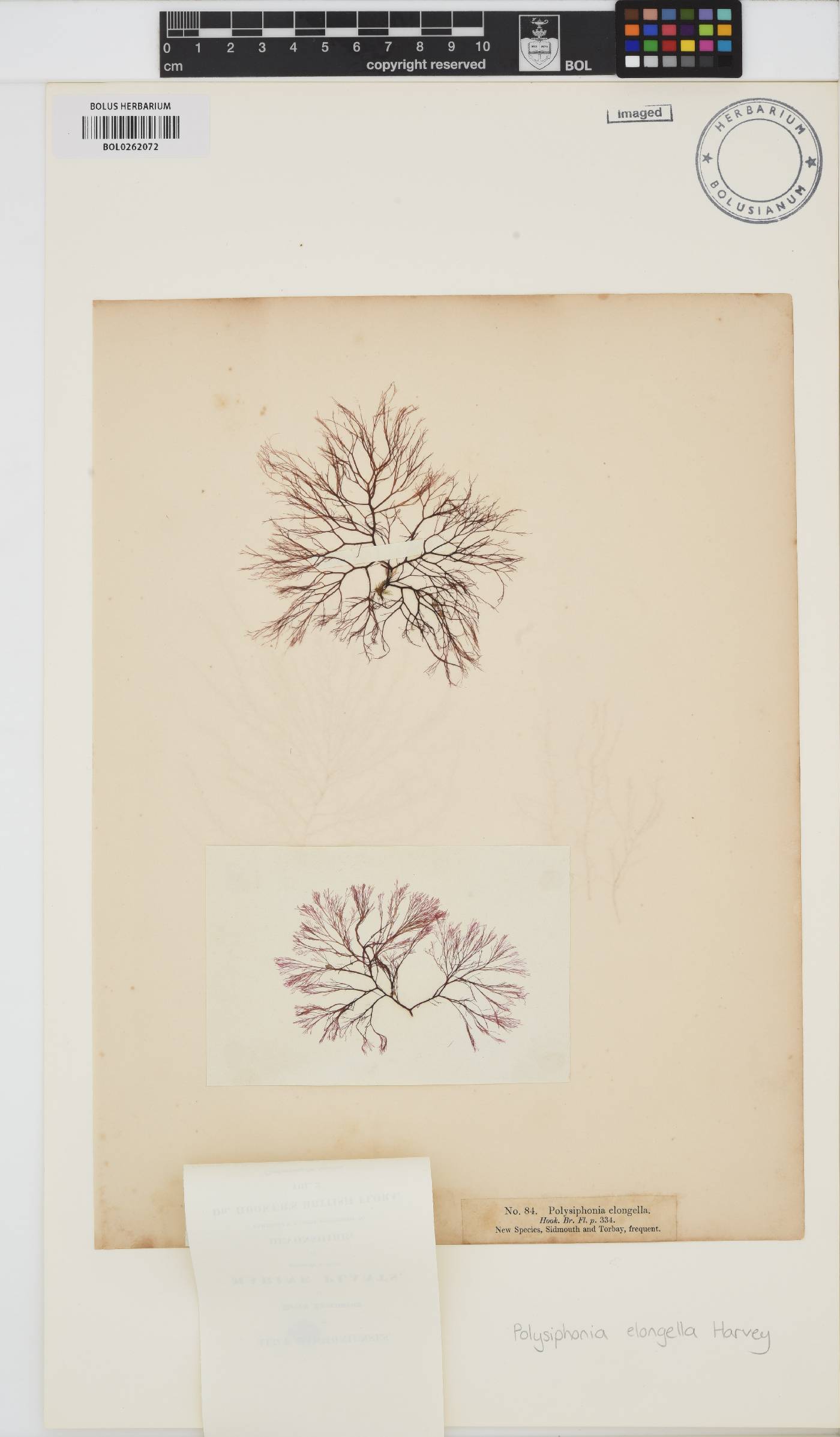 Carradoriella elongella image