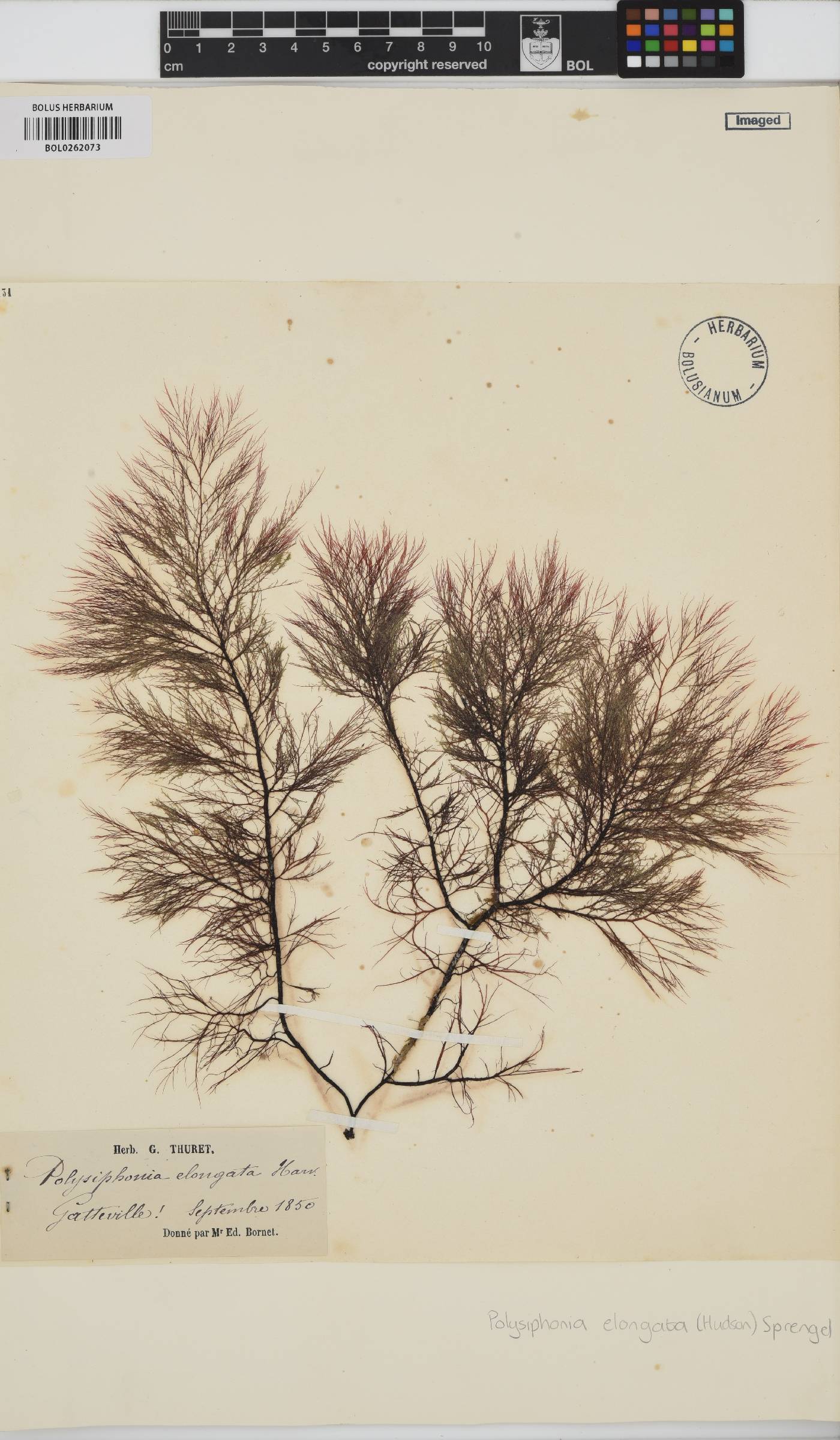 Carradoriella elongata image