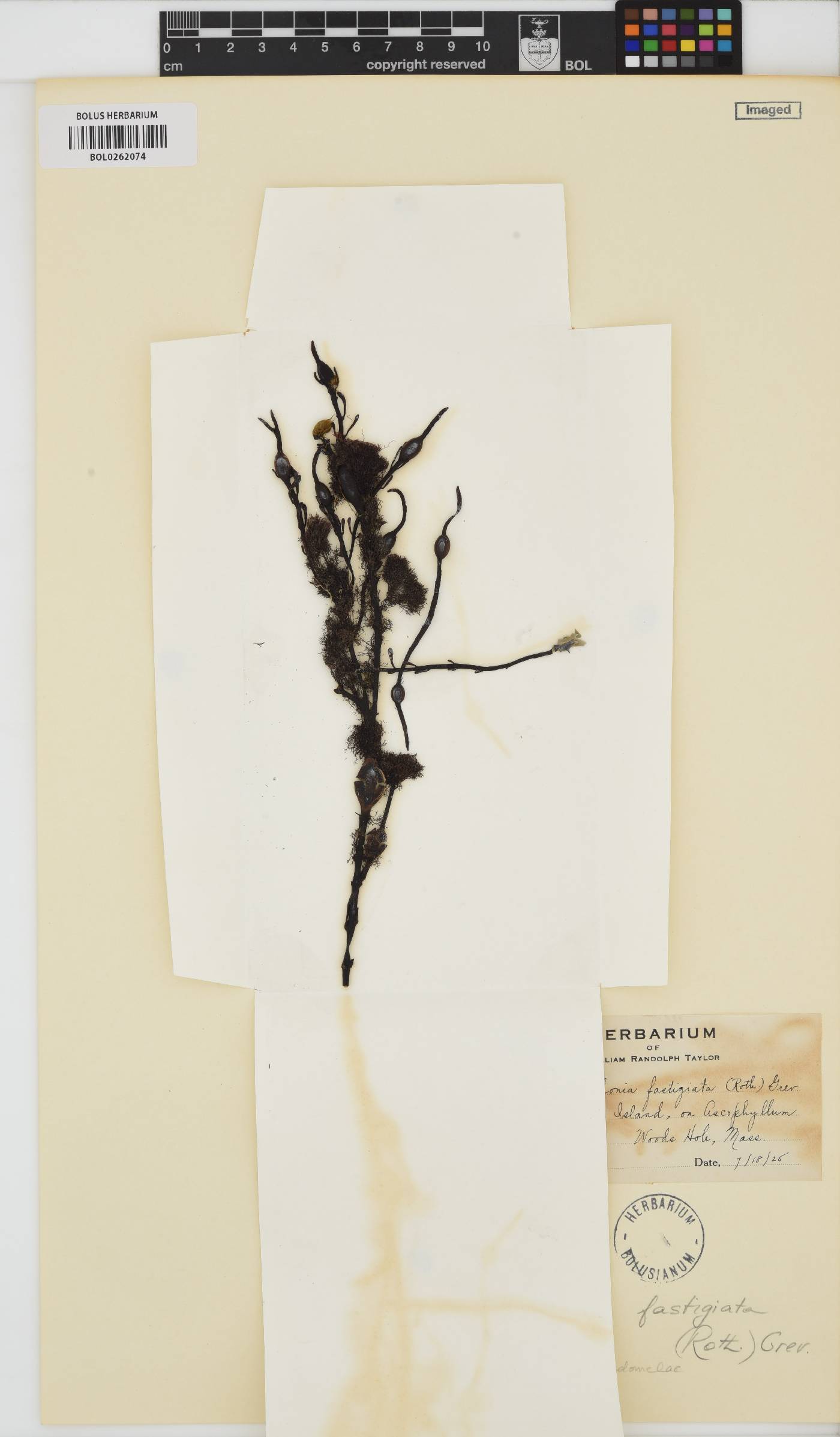 Vertebrata lanosa image