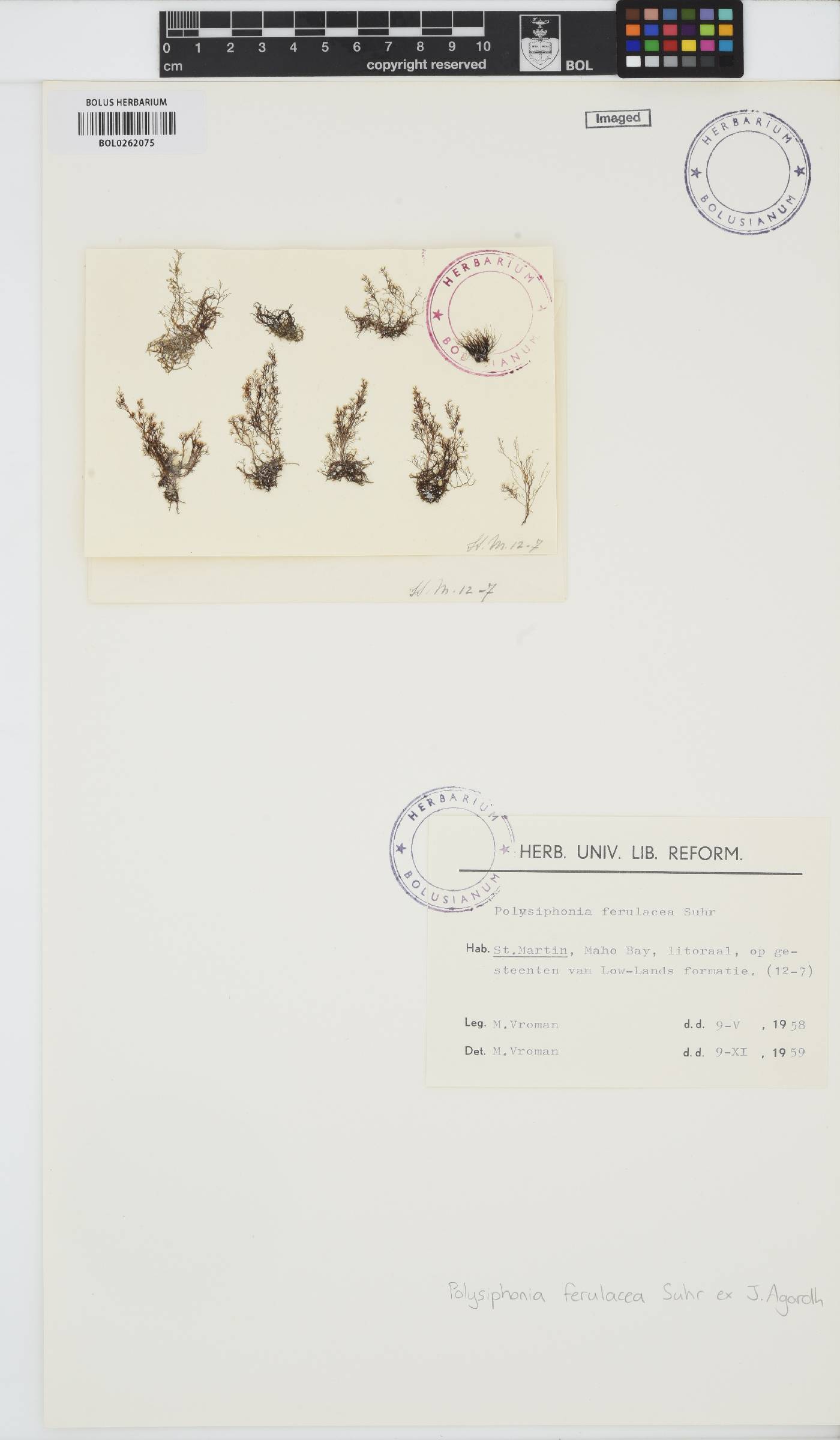Melanothamnus ferulaceus image