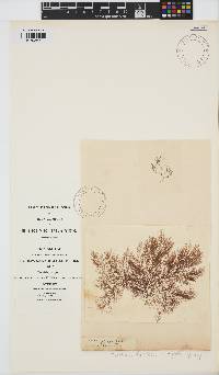 Leptosiphonia fibrillosa image
