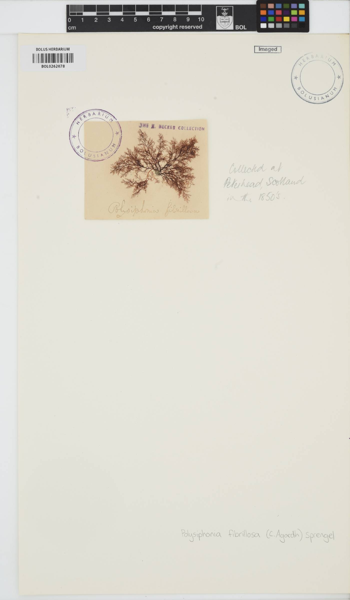 Leptosiphonia fibrillosa image