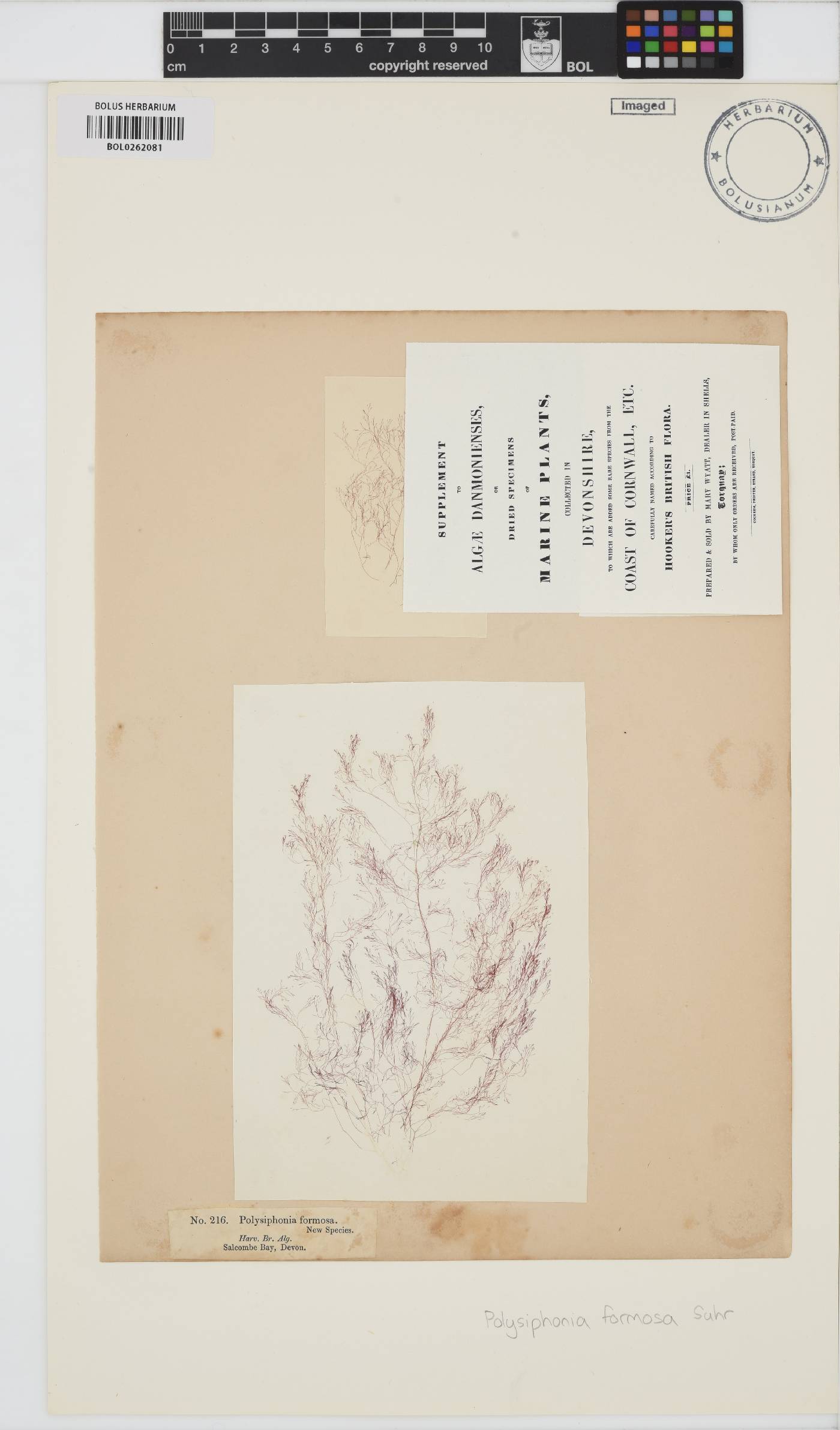 Polysiphonia image